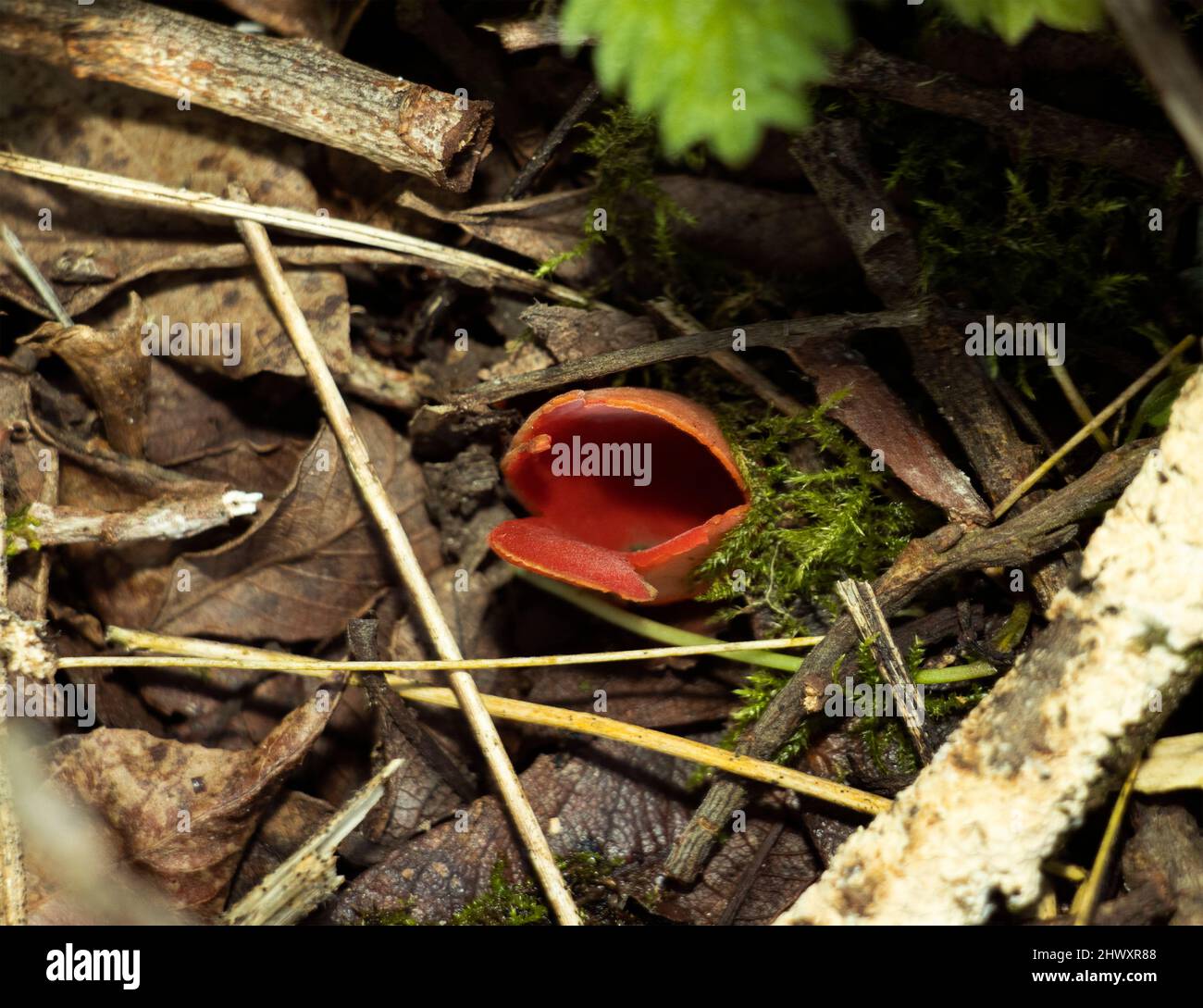 Widespread but never common, the Scarlet Elf Cup is often found singly on moss covered deadwood in late winter. The cup shaped gradually flattens Stock Photo