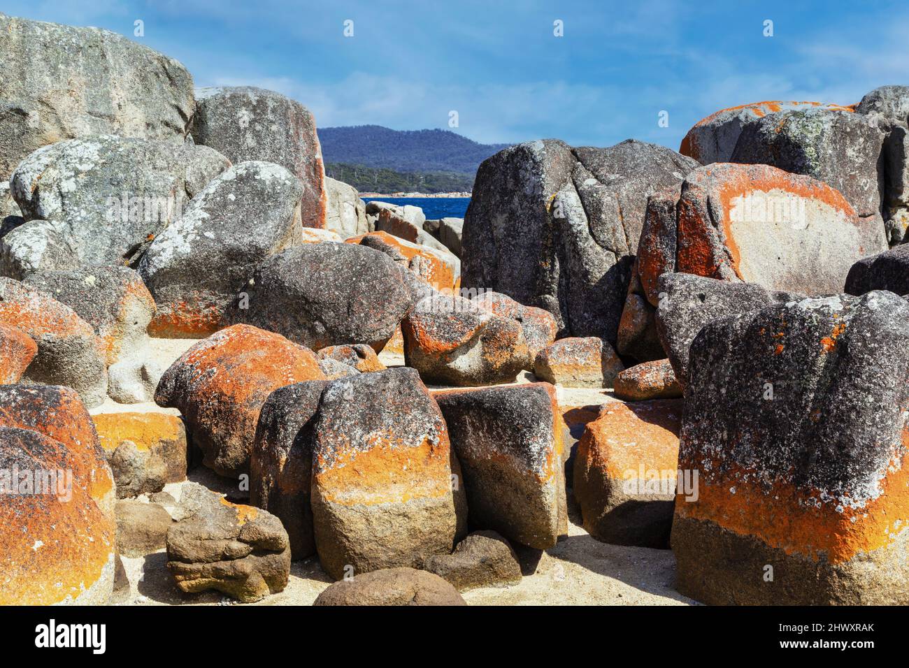 The orange crust of the lichen Caloplaca marina on rock along the shore of Binalong Bay, Tasmania, Australia. Stock Photo