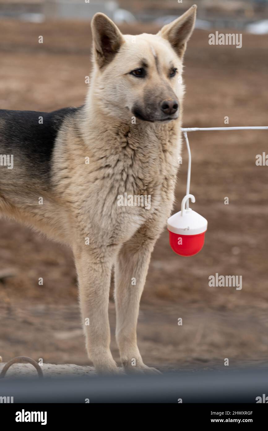 Brown and black german shepherd hi-res stock photography and images - Alamy, image size:866x1390