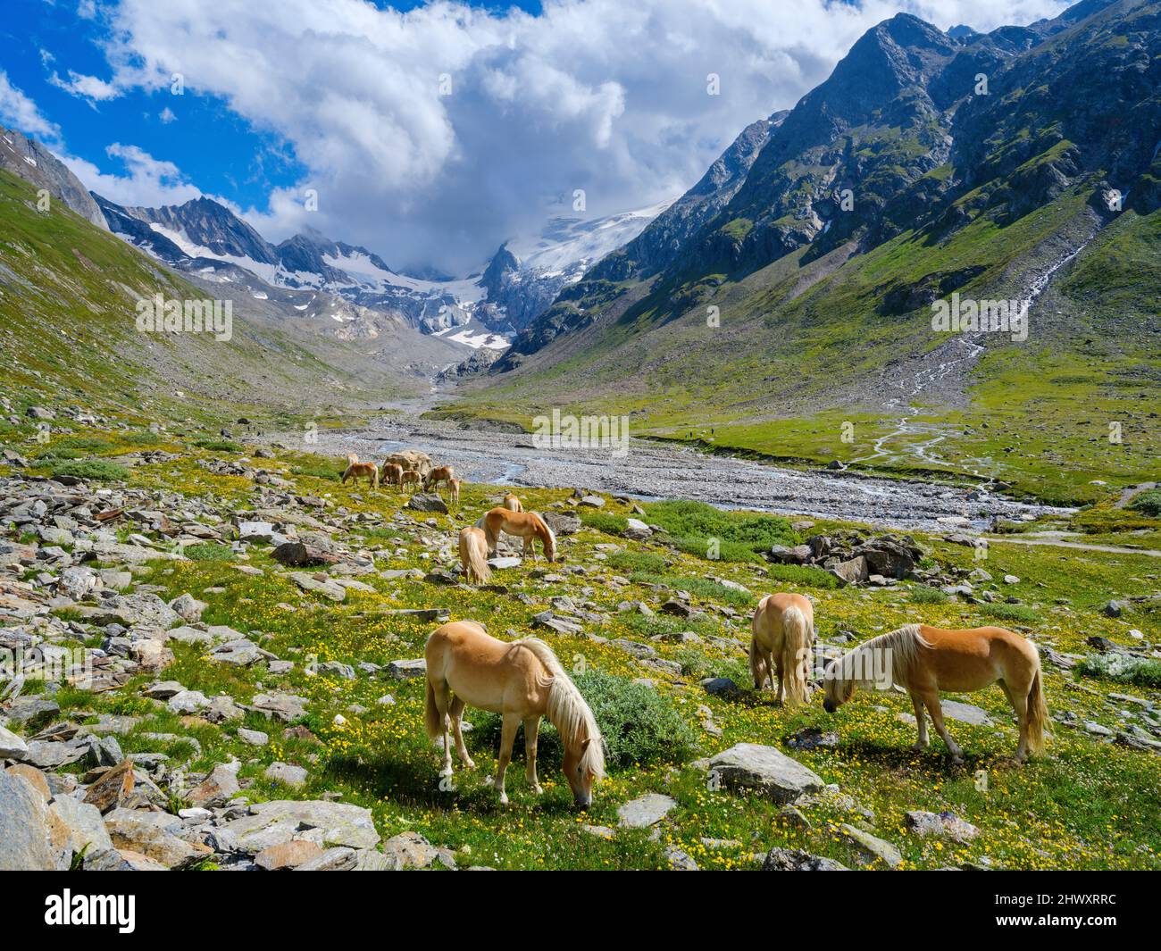 Haflinger Horse on its mountain pasture (Shieling) in the Oetztal Alps (Obergurgl, Rotmoostal). Europe, Austria, Tyrol Stock Photo
