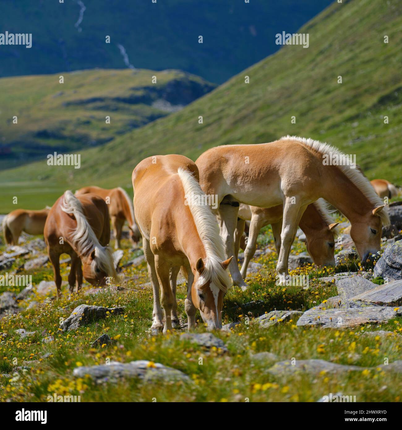 Haflinger Horse on its mountain pasture (Shieling) in the Oetztal Alps (Obergurgl, Rotmoostal). Europe, Austria, Tyrol Stock Photo