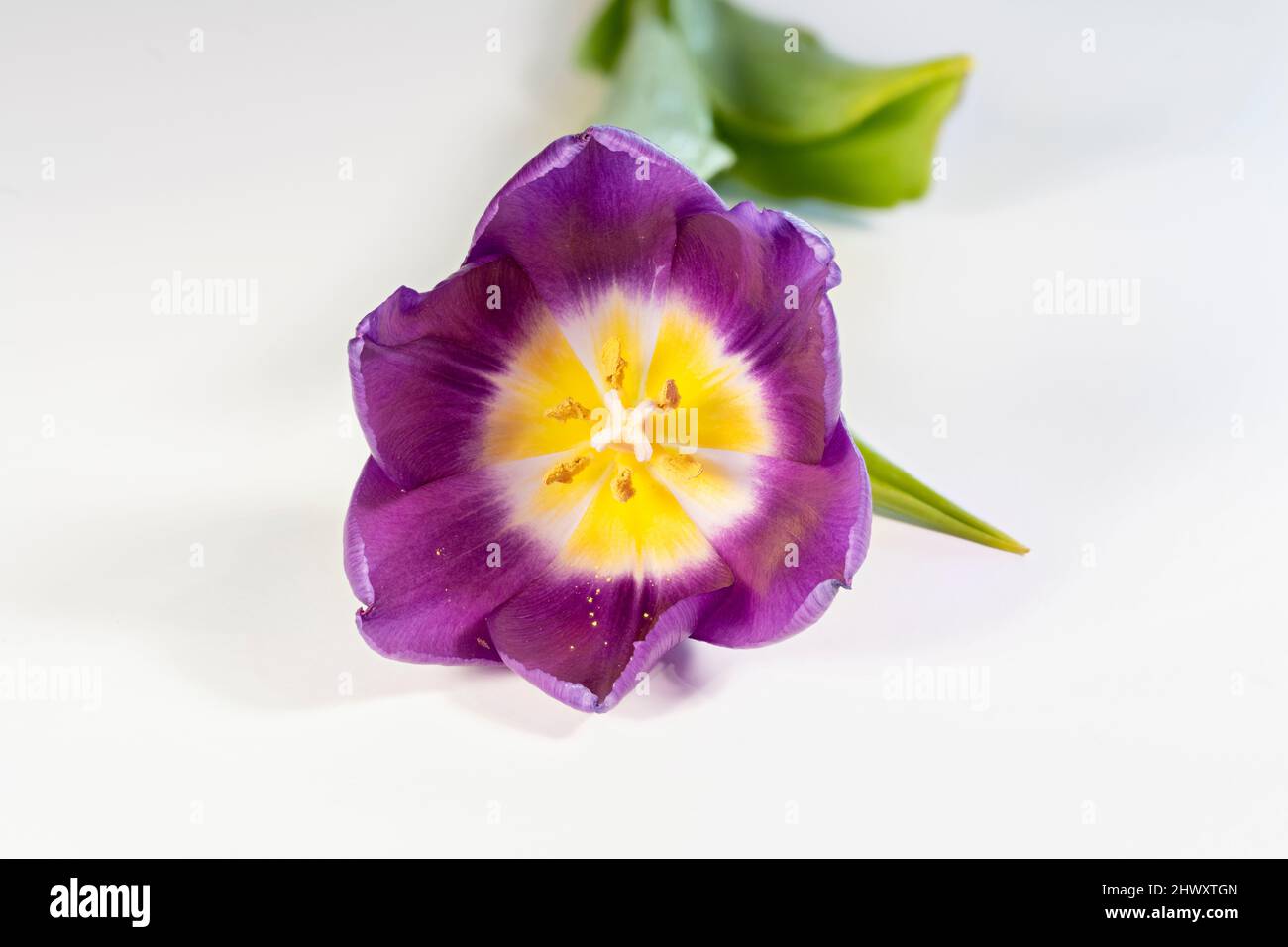 Gorgeous solitary purple Tulip photographed against a plain white background Stock Photo