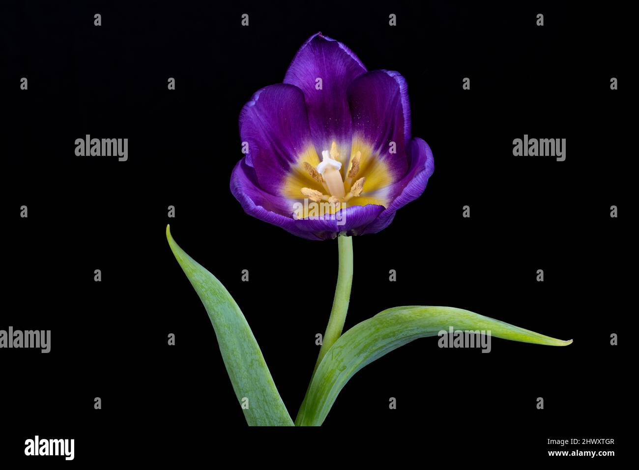 Gorgeous solitary purple Tulip photographed against a plain black background Stock Photo