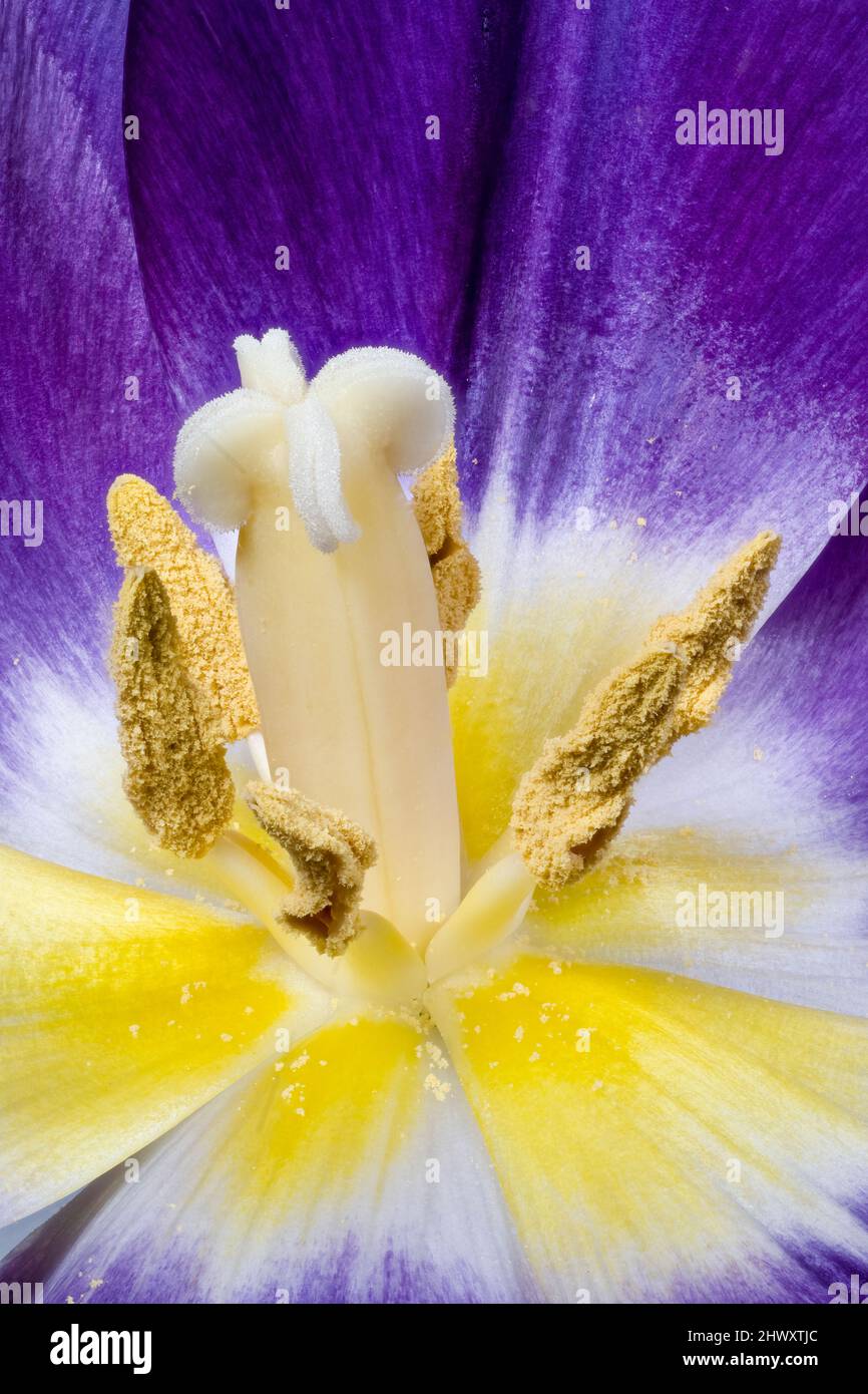 Close up of an open Tulip flower showing the Stigma, Style, Stamen, Anther and pollen Stock Photo