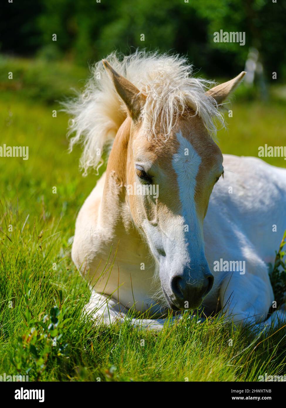 Foal of a Haflinger Horse on its mountain pasture (Shieling) in the Oetztal Alps in the Rofen Valley near Vent. Europe, Austria, Tyrol Stock Photo