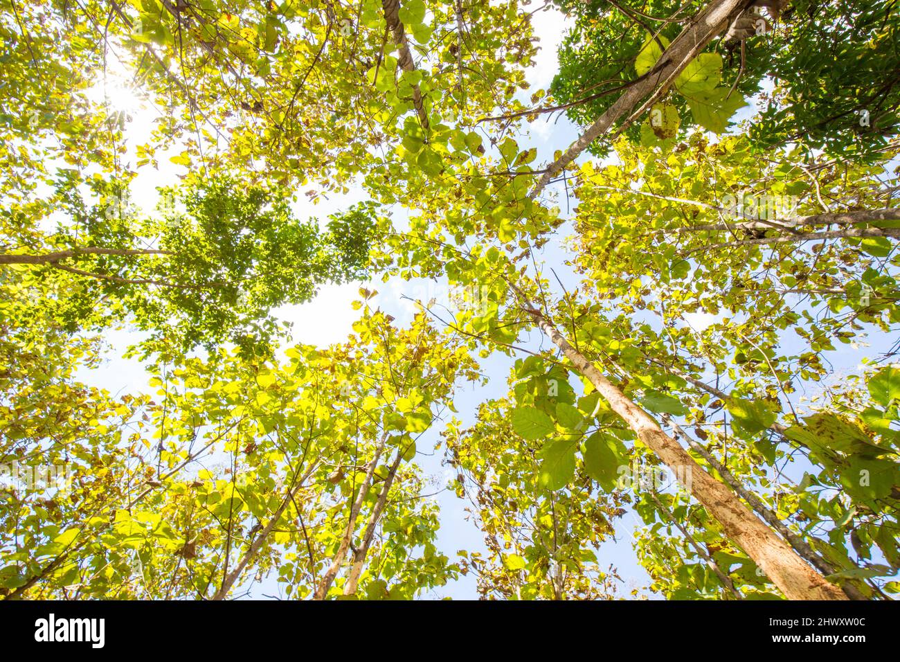 Teak tree green tropical forest lumber industry Stock Photo - Alamy