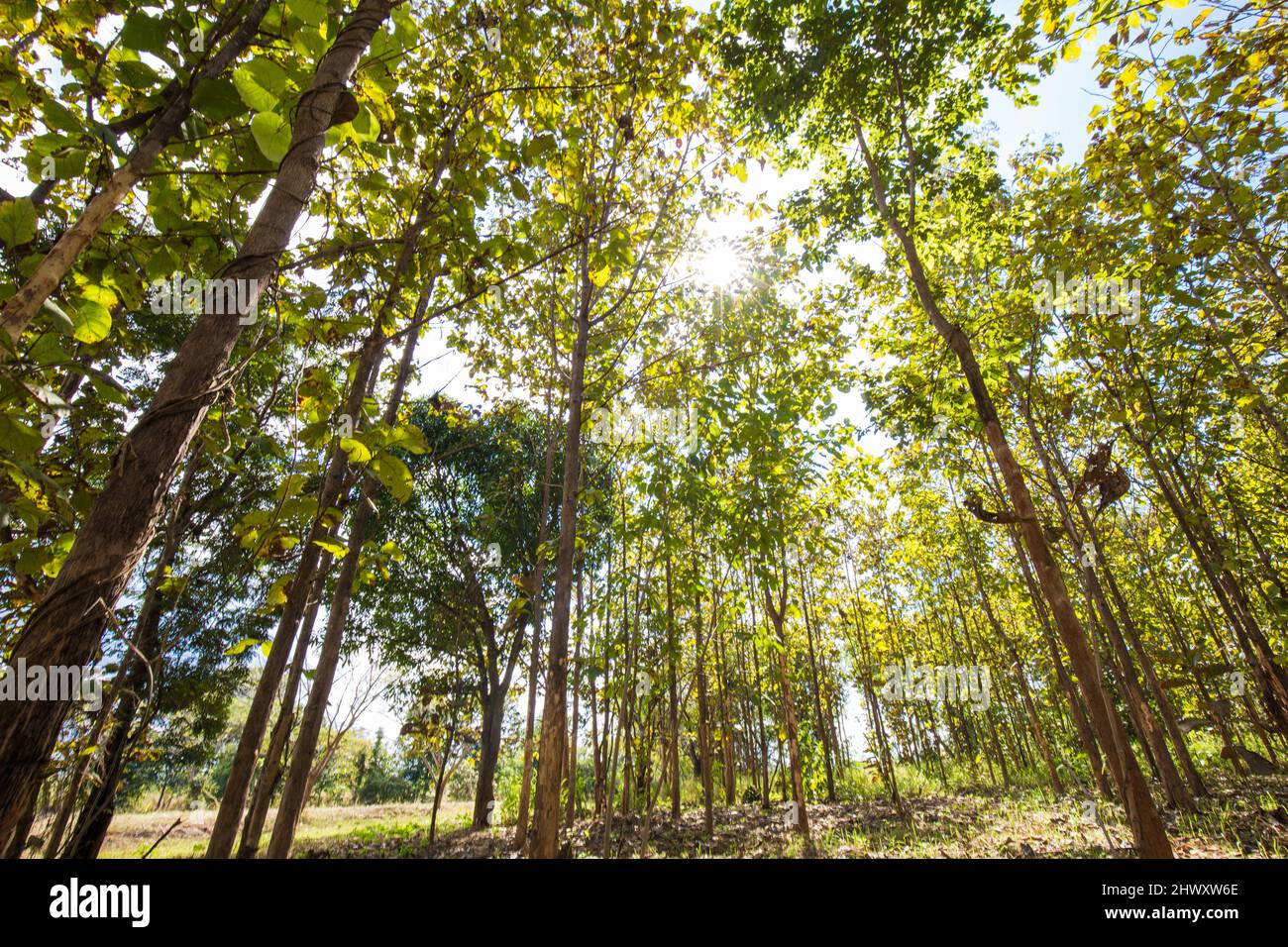 Teak tree green tropical forest lumber industry Stock Photo Alamy