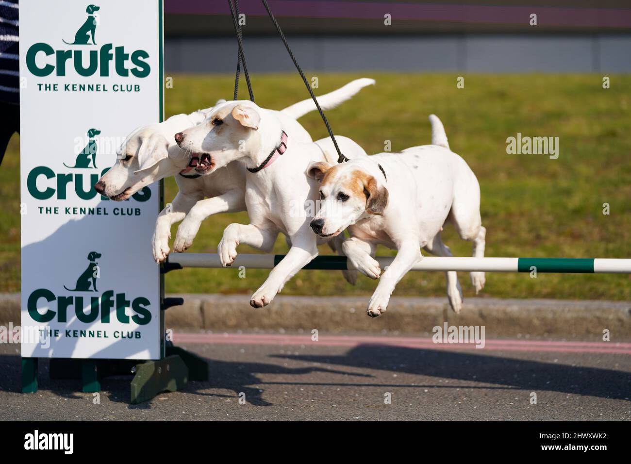 Harriers Frenzy, Fancy and Farthing jump over a obstacle at a photo call to launch this year's Crufts at The NEC, Birmingham. Picture date: Tuesday March 8, 2022. Stock Photo