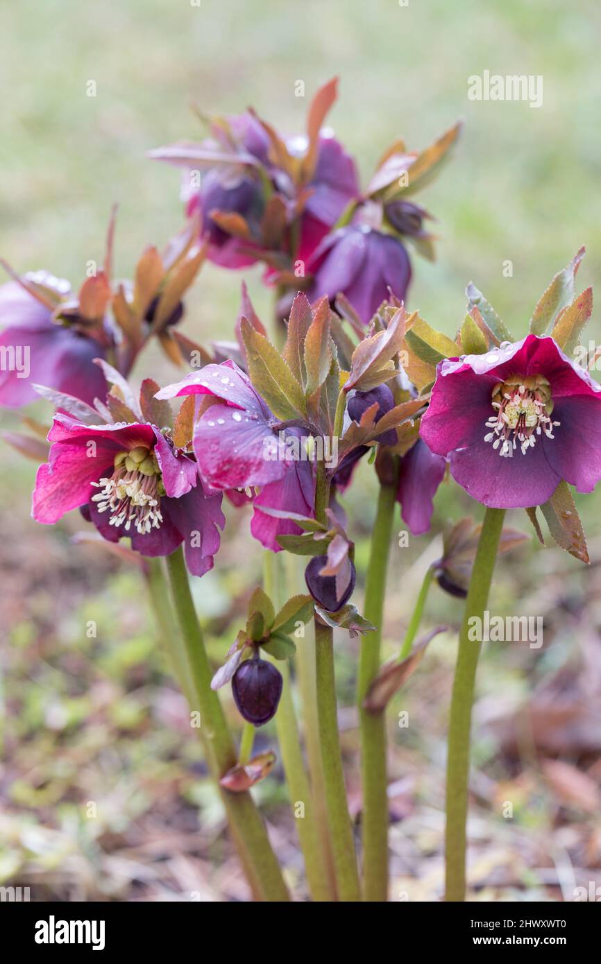 Wet hellebores hires stock photography and images Alamy