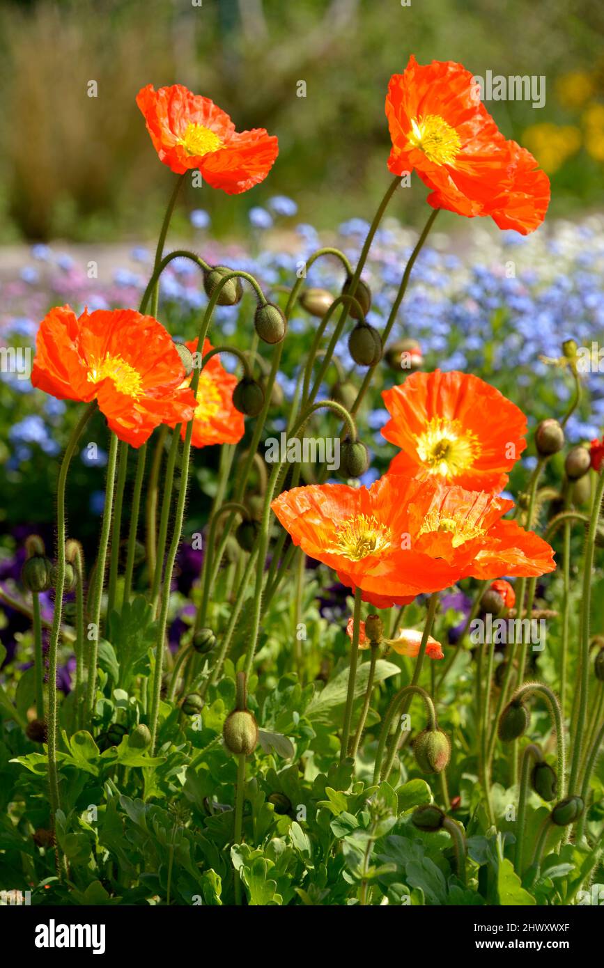 Pistil poppy papaver detail flower hi-res stock photography and images ...