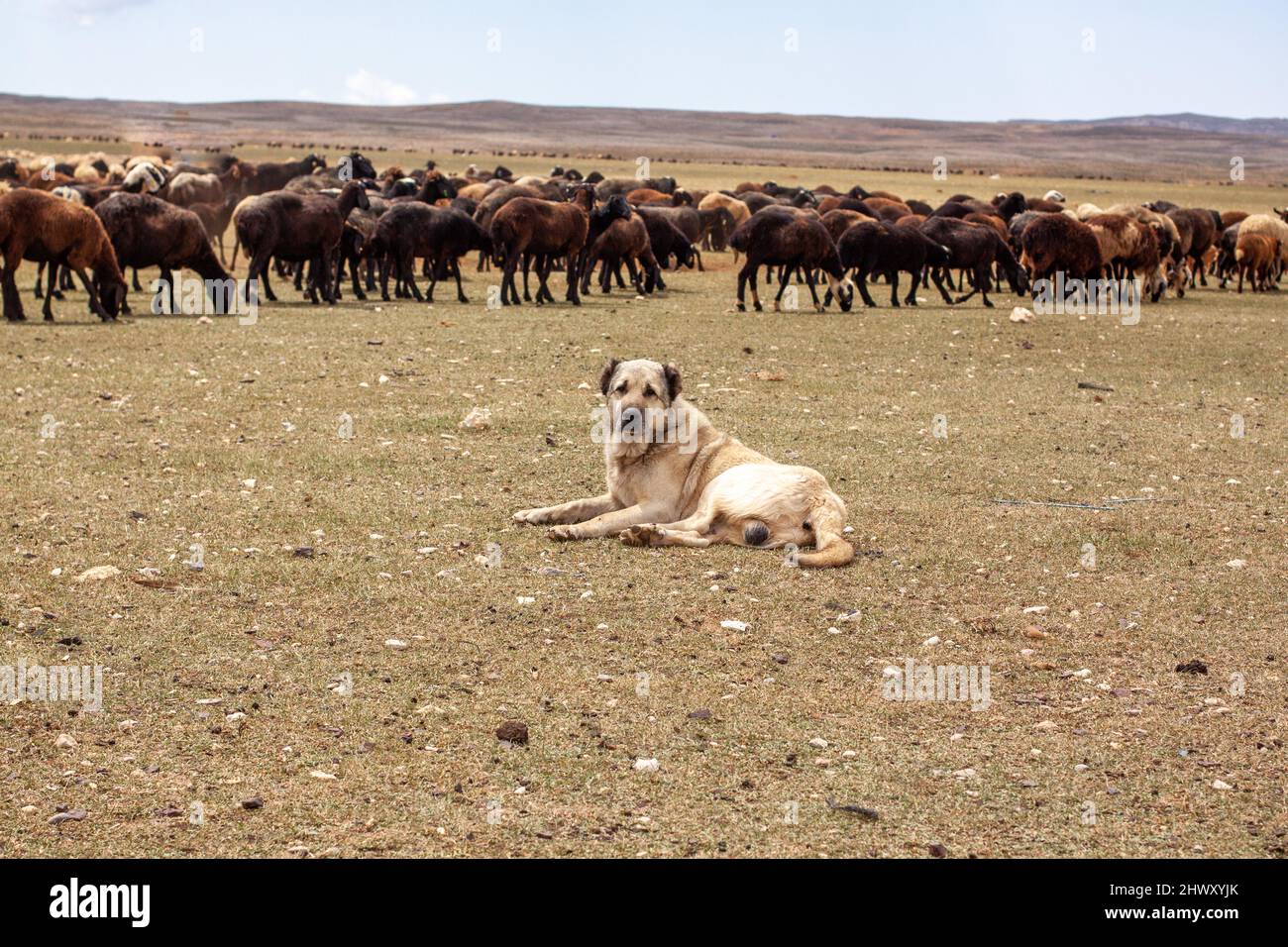 A Turkish shepherd dog is laying on the field and guarding the sheep. Black sheep with a shepherd dog. Stock Photo