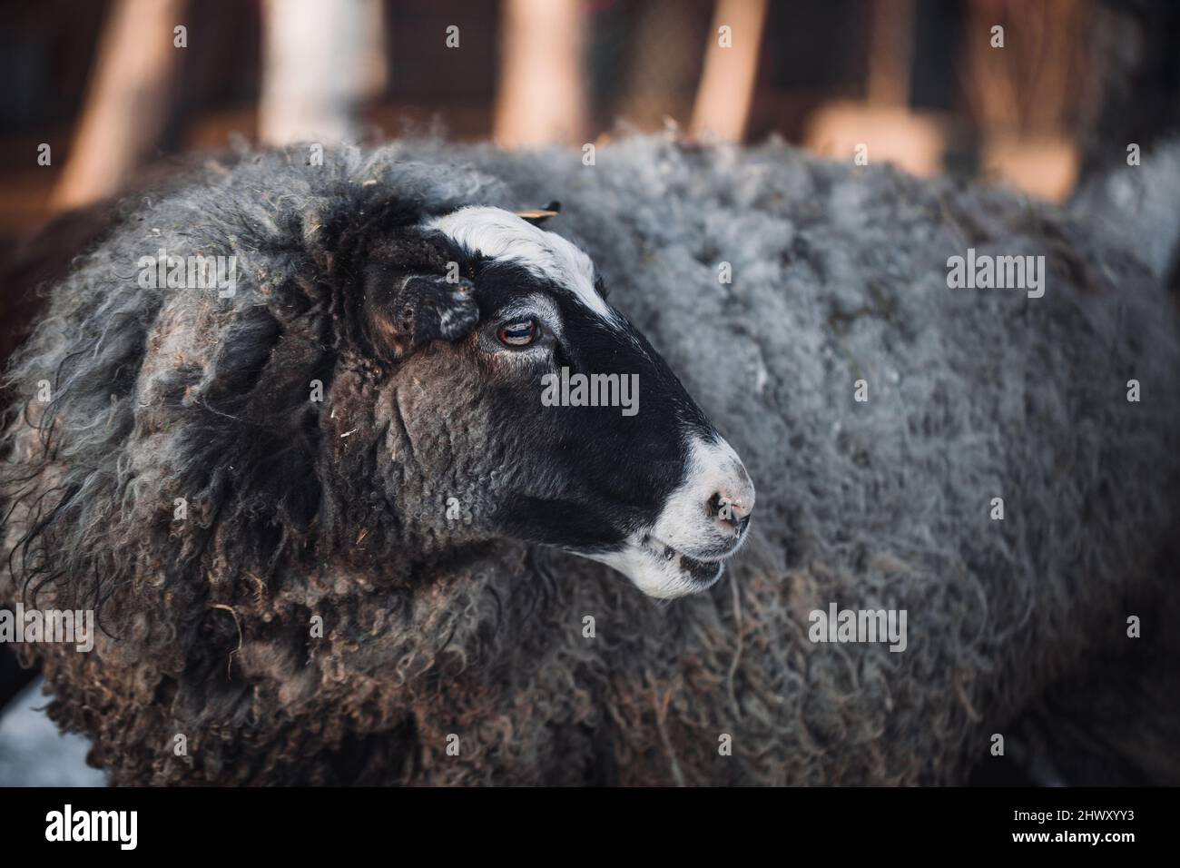 Sheep farming is a very popular livelihood in the world. Romanov sheep give birth to many offspring at a time. Romanov lambs are very small at birth. Stock Photo