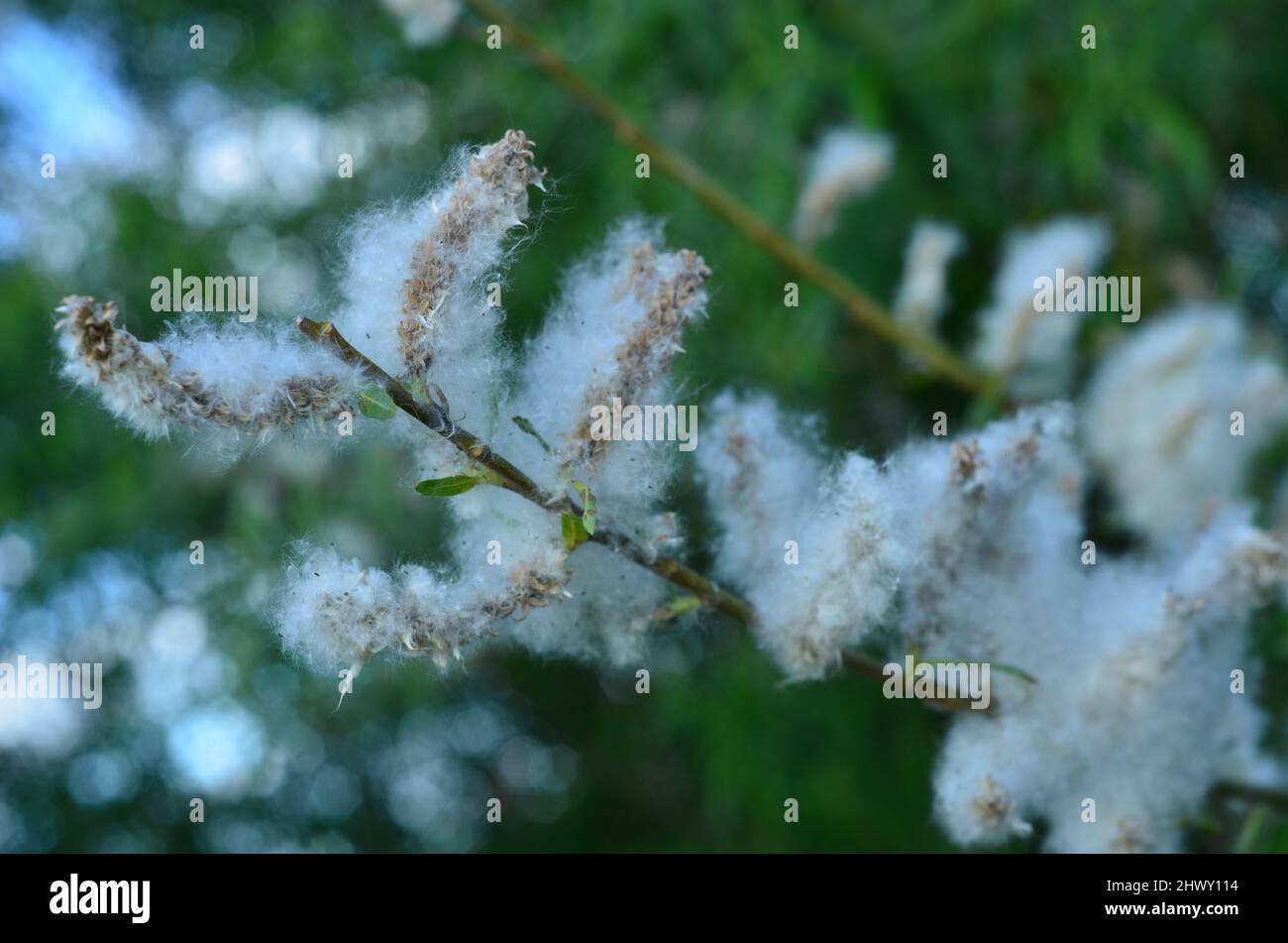 Verblühte Silberweide Stock Photo