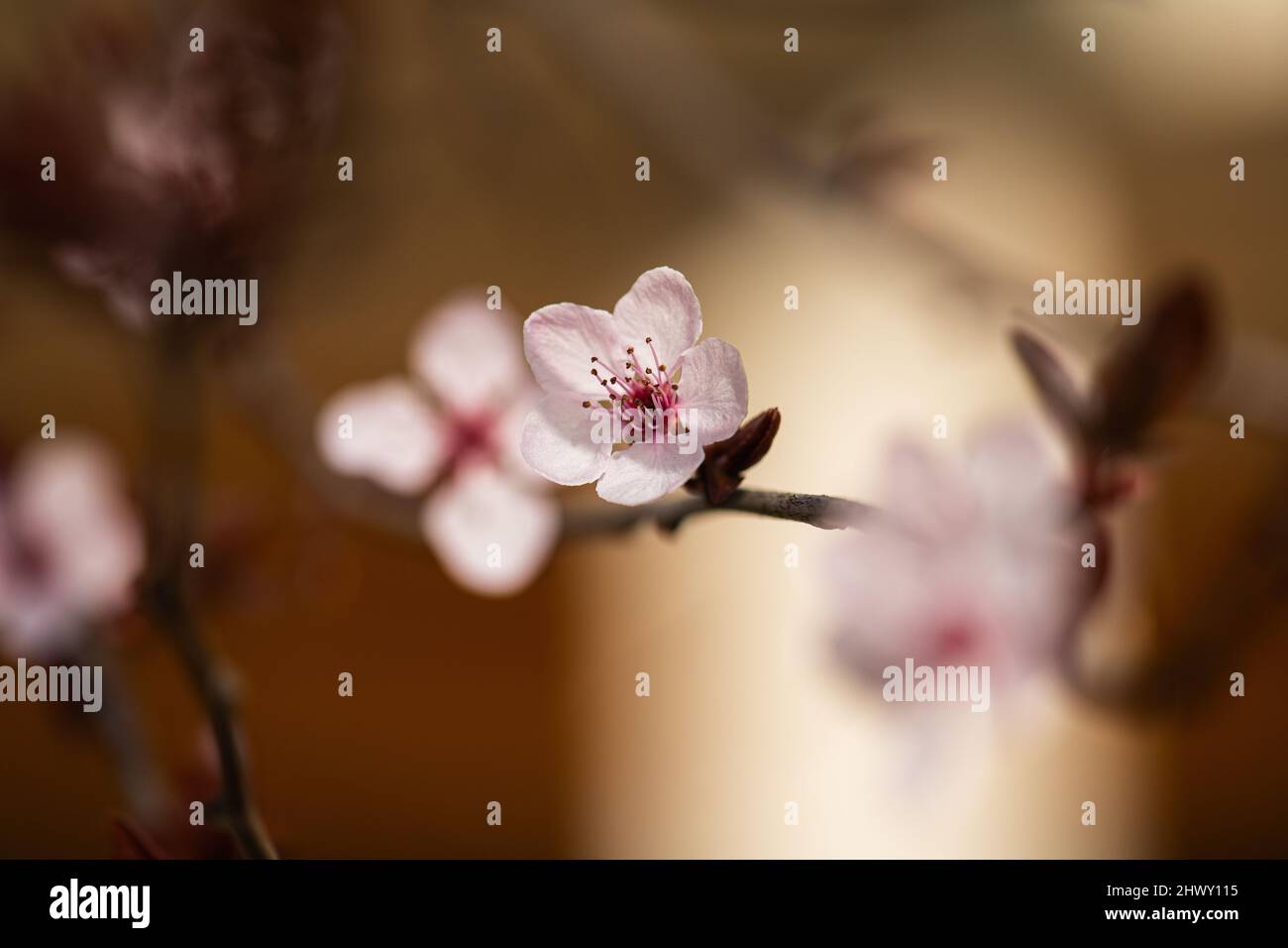 Spring macro cherry blossom tree branch on dark bokeh background. Stock Photo