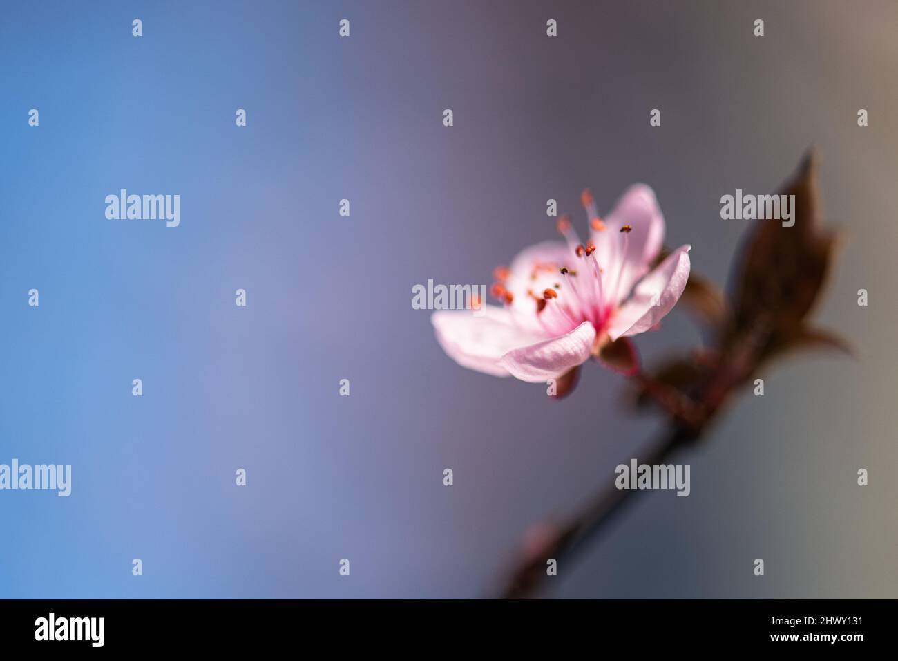Macro cherry blossom flower background Stock Photo - Alamy