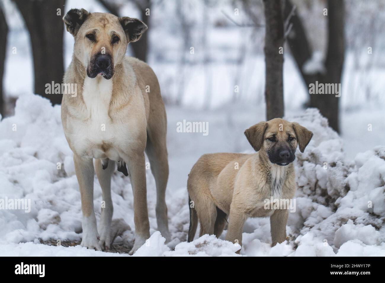 Two Turkish shepherd dogs on the snow. Mother and her son on the snow. Turkish shepherd dog Kangal. Stock Photo