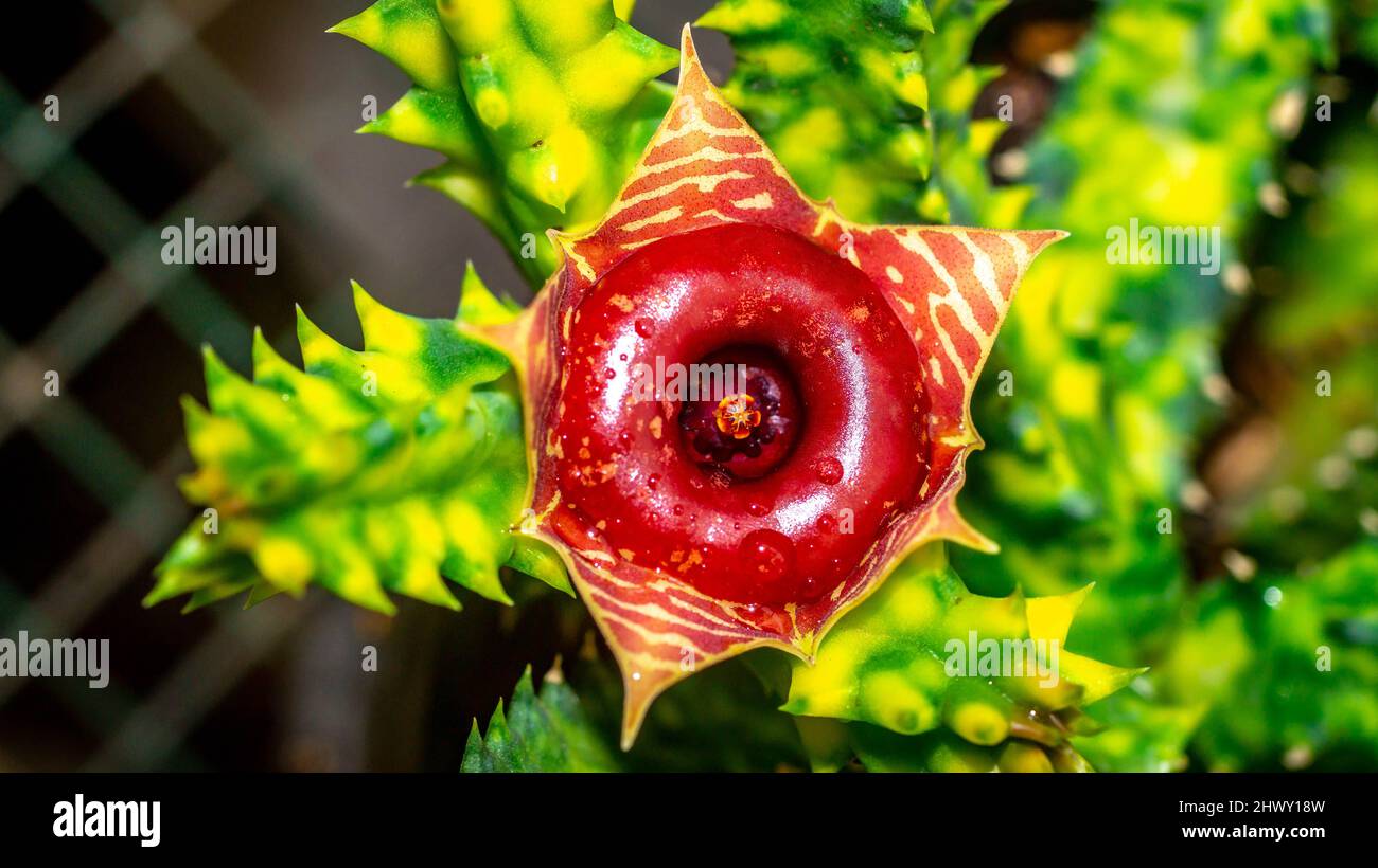 Variegated Huernia Zebrina flower. Beautiful star-shaped succulent flower with vibrant color Stock Photo
