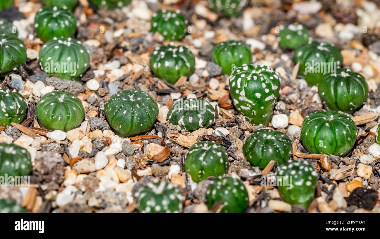 Astrophytum asterias seedlings on white gravel. Beautiful cactus seedlings Stock Photo