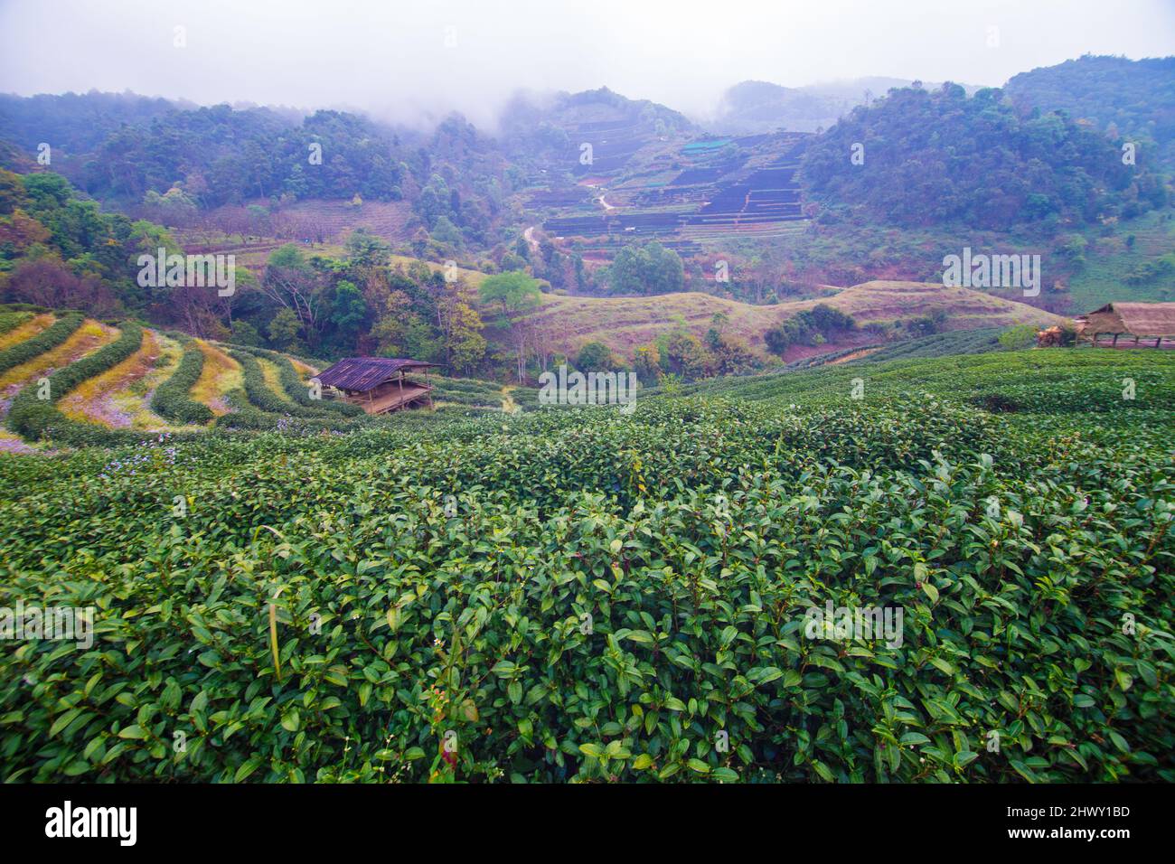 Green tea plantation field on mountain hill highland agricultural Stock