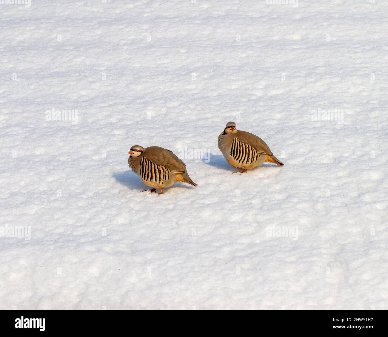 Two partridges on the snow Stock Photo