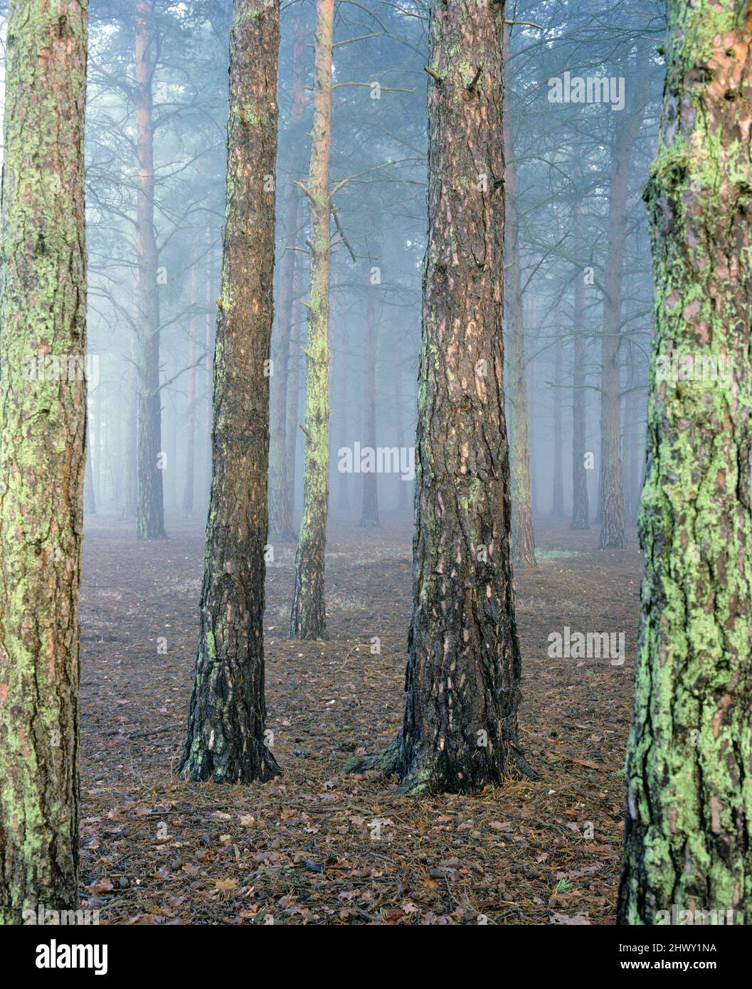 Woodland of Scots Pine trees in mist, Newtown Common, Newbury, Berkshire, England, UK Stock Photo
