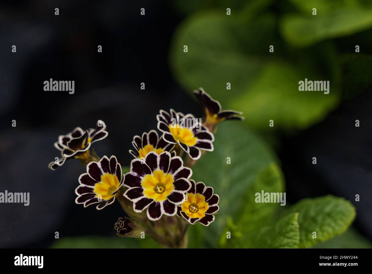 Primula victoriana with dark petals and bright yellow centres, also known as Polyanthus silver lace. Stock Photo