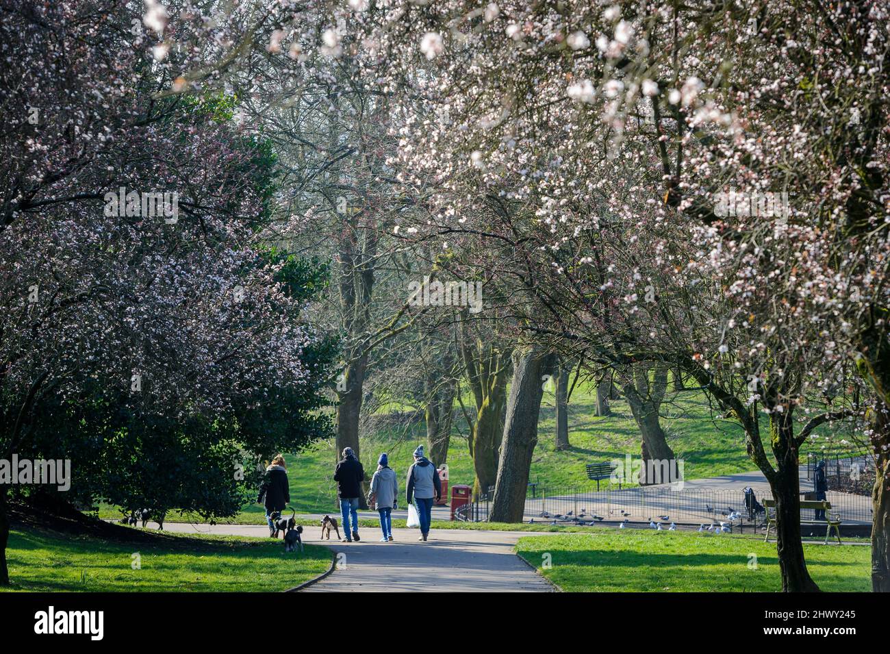 Bolton, Lancashire, UK, Tuesday March 09, 2022. Dog walkers take a stroll through an avenue of Cherry Blossom trees on a beautiful spring like morning in Queen's Park, Bolton. Credit: Paul Heyes/Alamy News Live Stock Photo