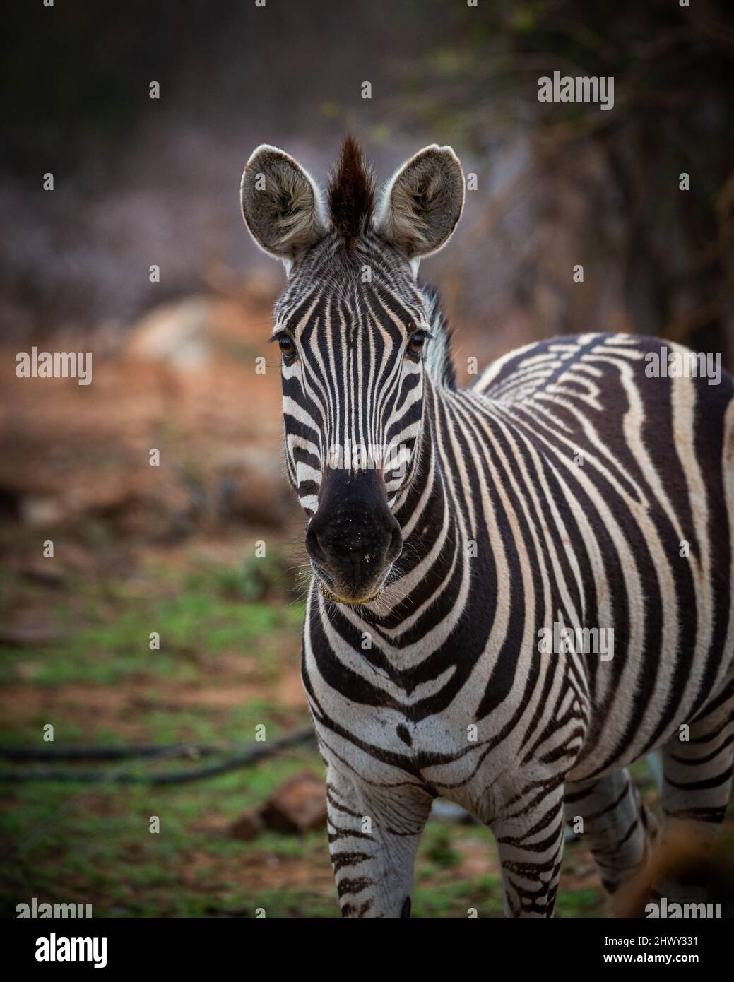 Zebra looking into the camera. front view Stock Photo Alamy