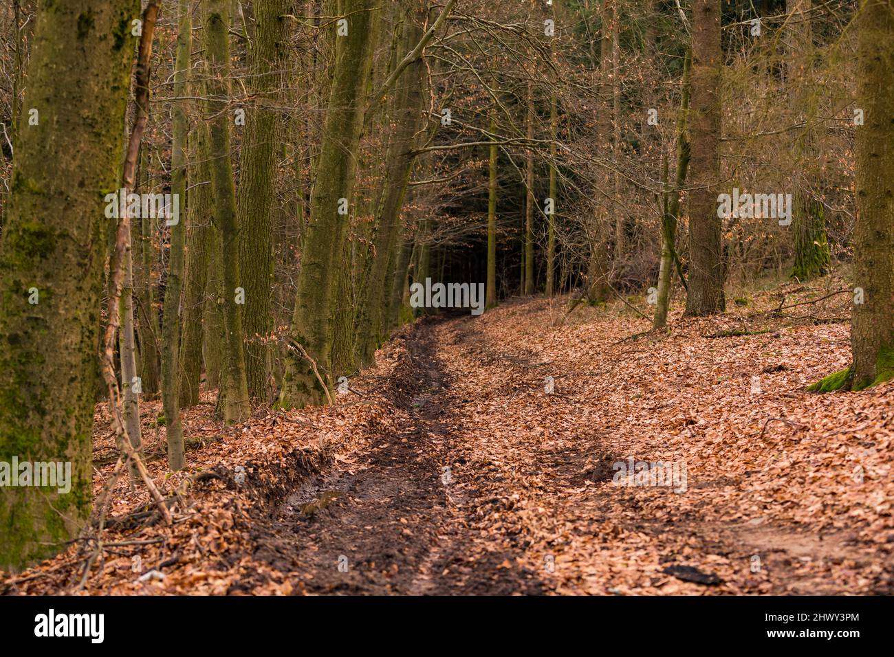 A farm track in winter leads deep into the dark and menacing forest Stock Photo