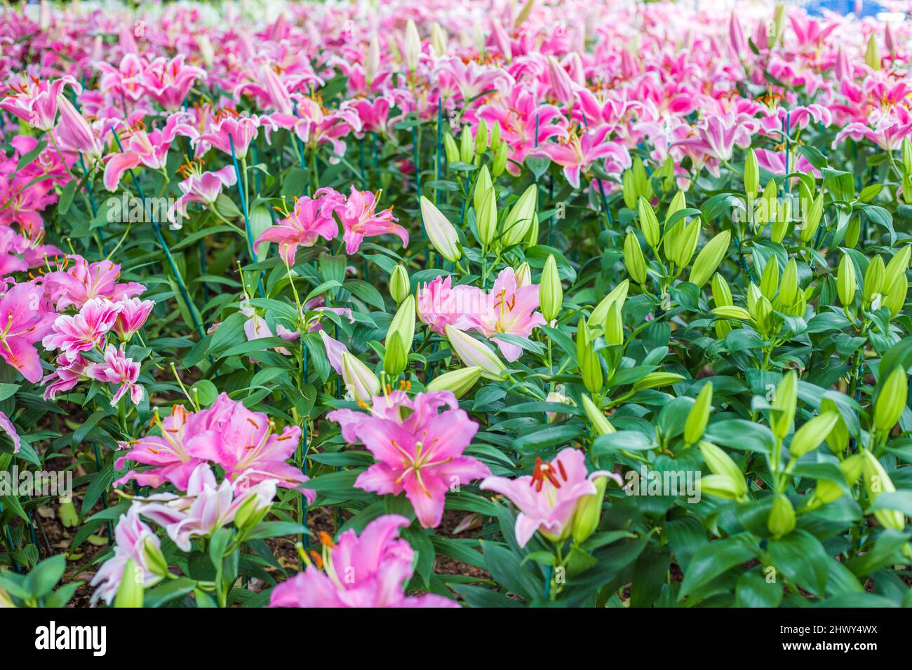 Beautiful pink water lily in green park flower garden Stock Photo