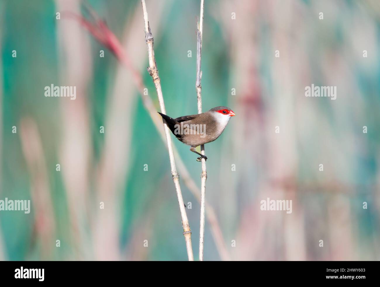 Common Waxbill bird, Estrilda astrild, perched in the tall reeds in a meadow in Trinidad, West Indies. Stock Photo