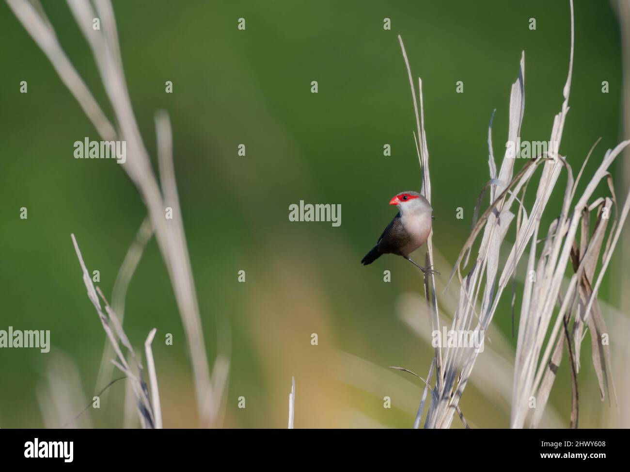 Common Waxbill bird, Estrilda astrild, perched in the tall grass in a field against a green background. Stock Photo