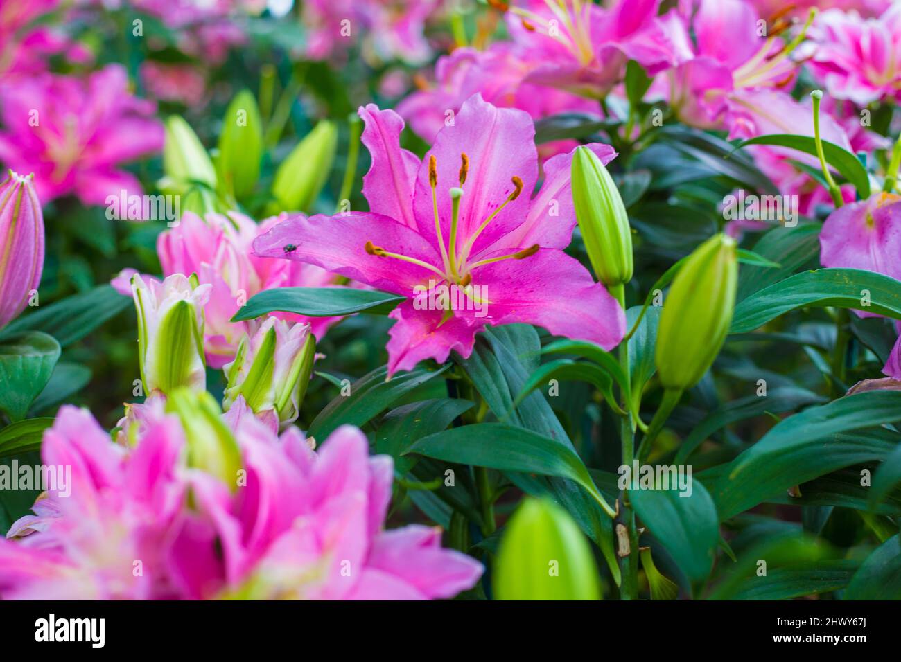 Beautiful pink water lily in green park flower garden Stock Photo