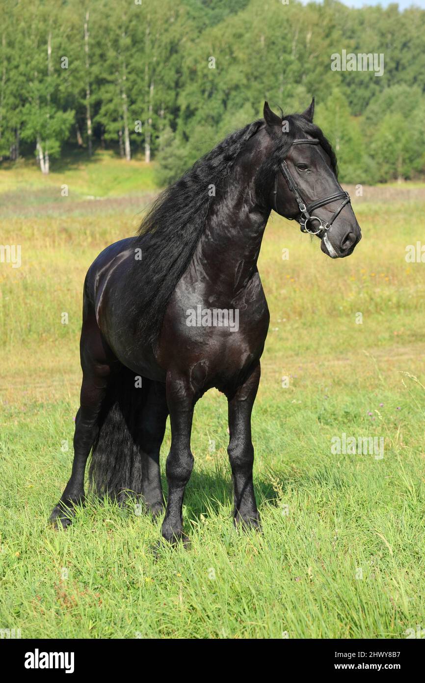 Black Friesian horse runs gallop in summer fields Stock Photo