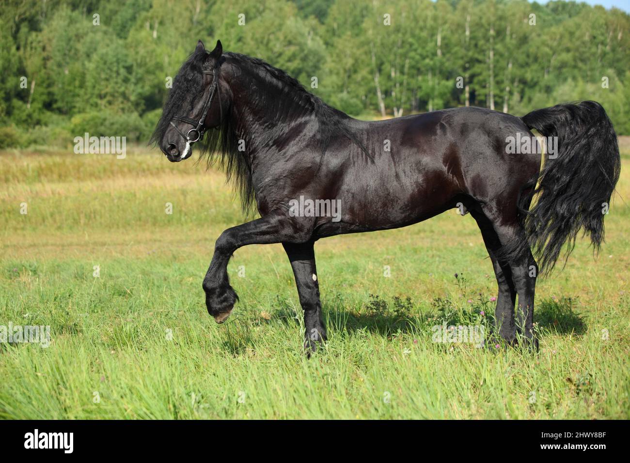 Black Friesian horse runs gallop in summer fields Stock Photo