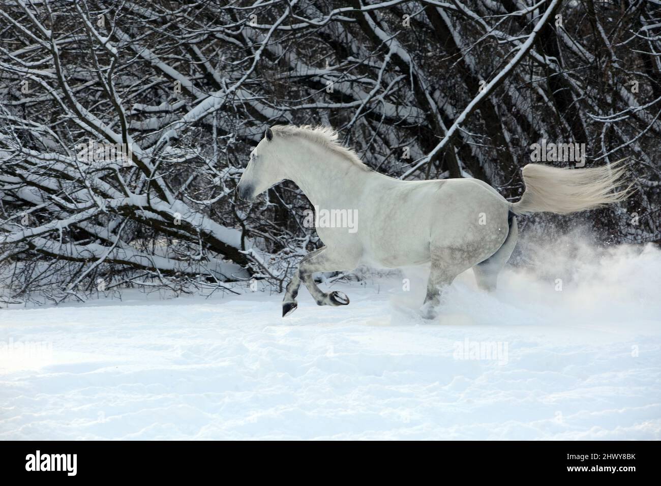 Beautiful white dressage horse runs in winter woods Stock Photo