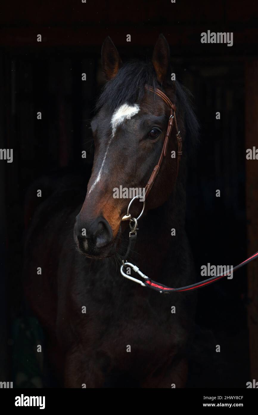 Thoroughbred horse in dark stable doorway background Stock Photo