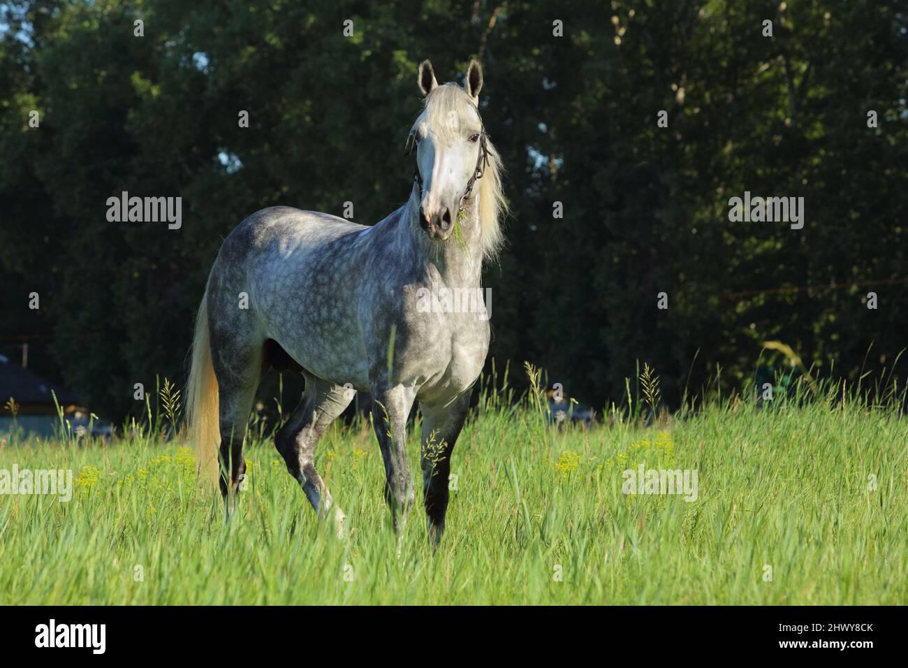 Pure Spanish Horse or PRE, portrait against green meadow nature background Stock Photo