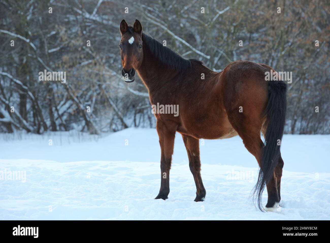 Beautiful sports dressage horse walks in winter woods Stock Photo