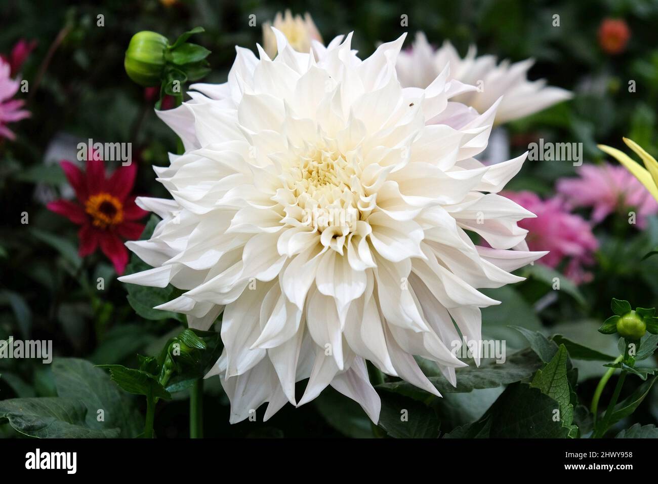 White decorative dahlia 'white perfection' in flower. Stock Photo