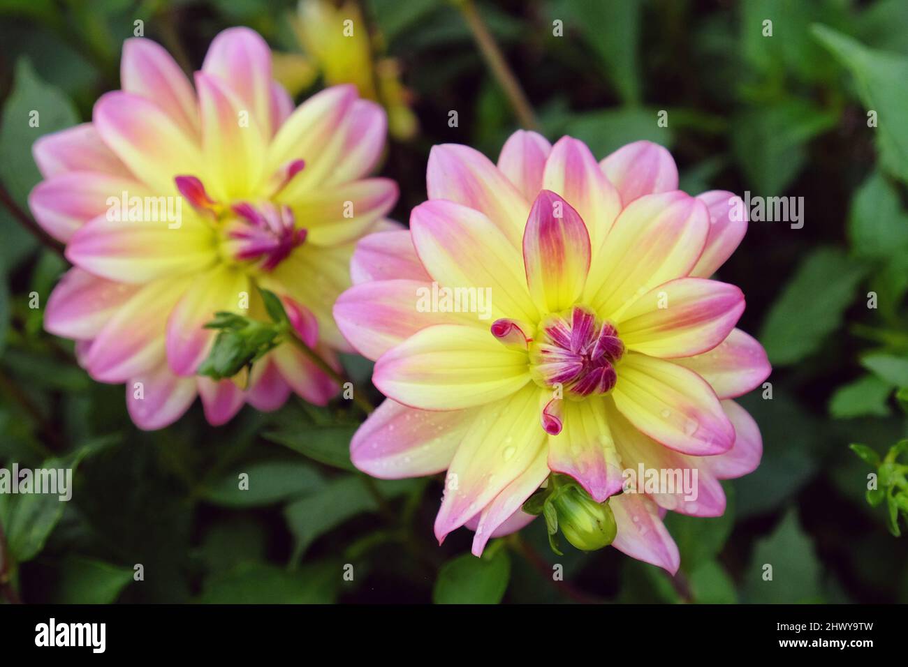 Dwarf dahlia 'Pacific Ocean' in flower Stock Photo