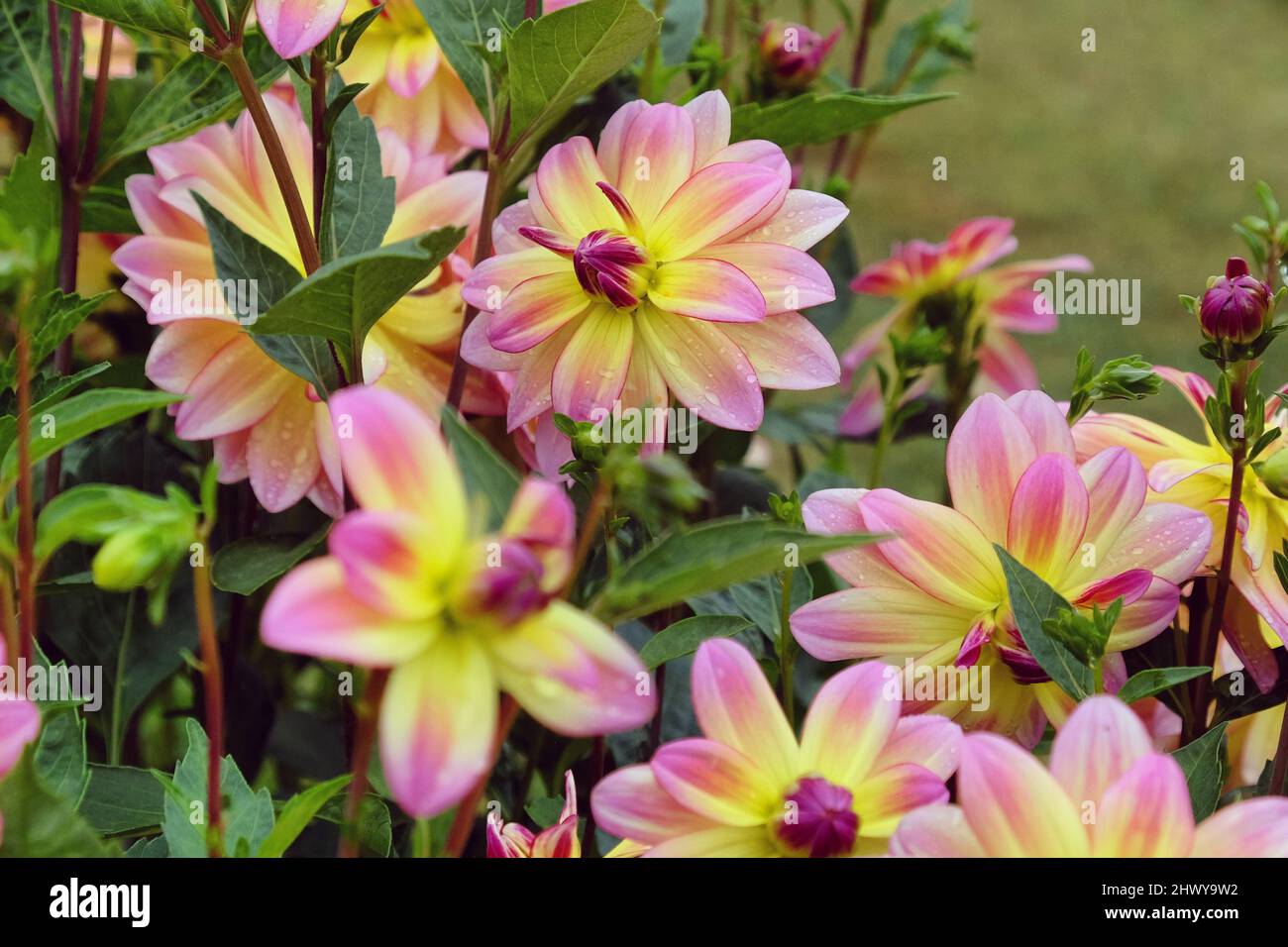 Dwarf dahlia 'Pacific Ocean' in flower Stock Photo