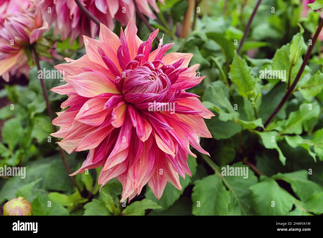 Dinner plate decorative dahlia 'Penhill Dark Monarch' in flower Stock Photo Alamy