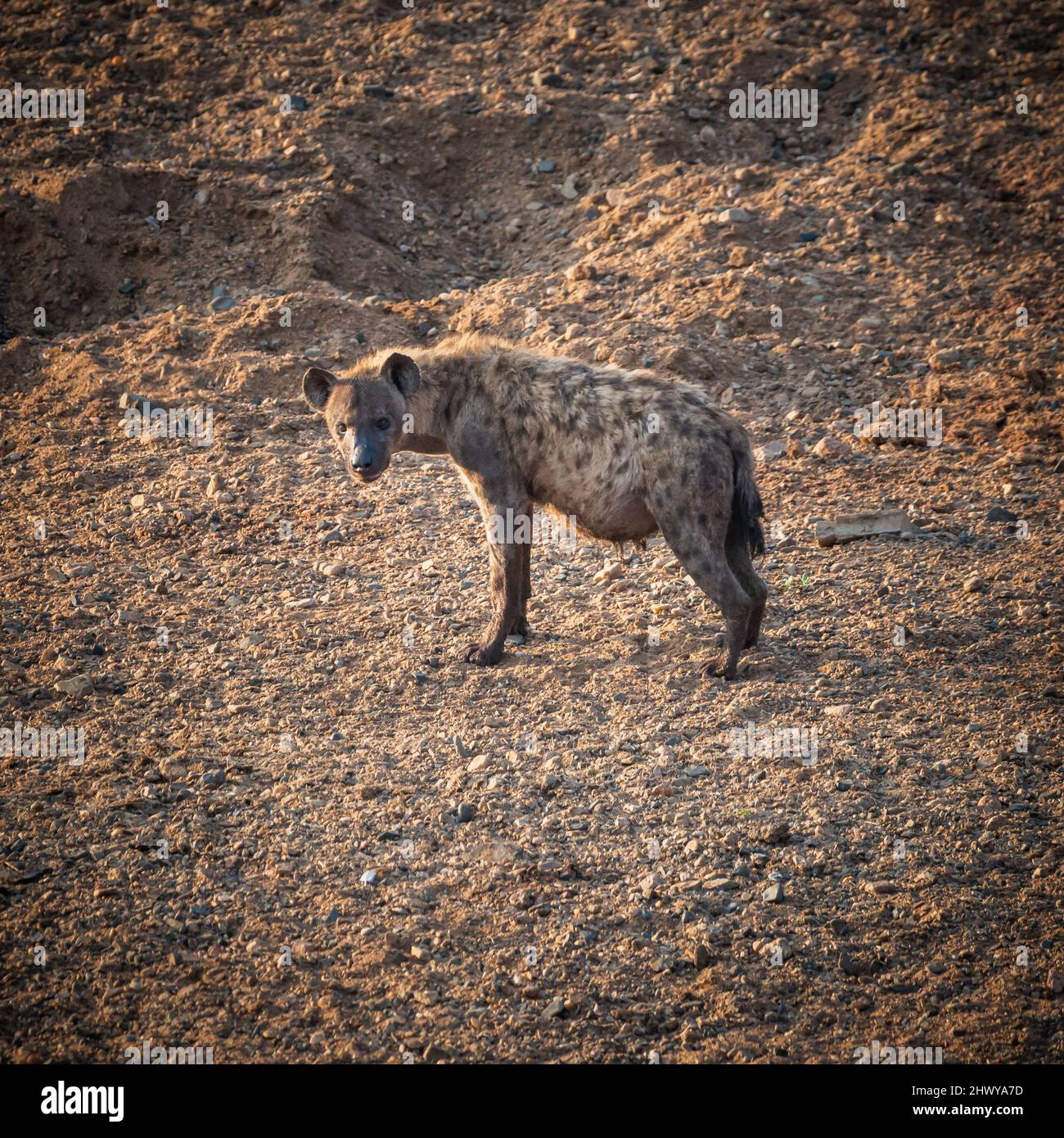 Pregnant hyena standing at the river bed and looking into the camera. The photo was taken in south africa, Kruger national park Stock Photo