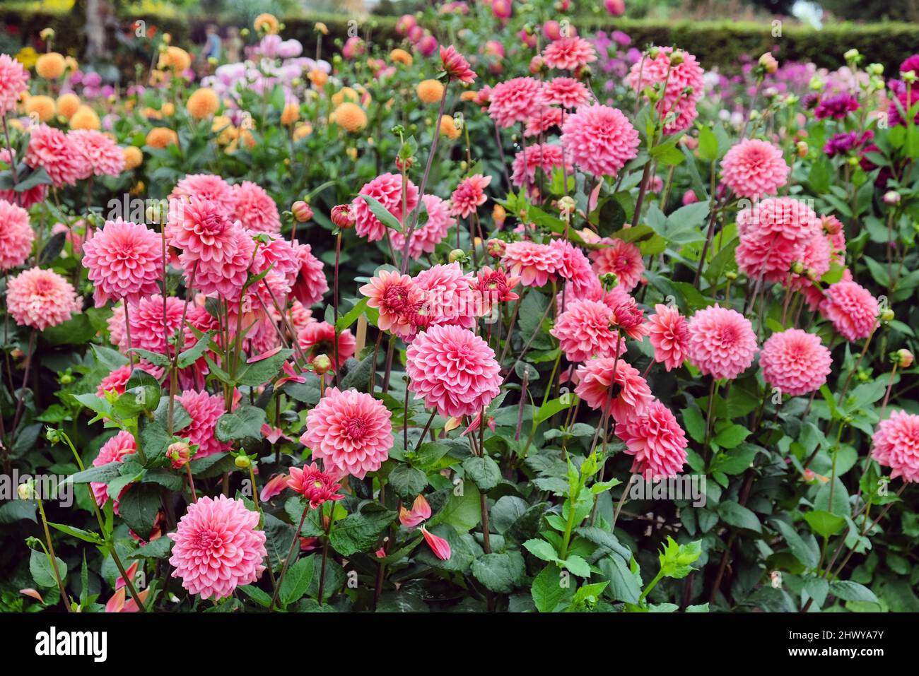 Decorative Dahlia 'Salmon Runner' in flower Stock Photo Alamy