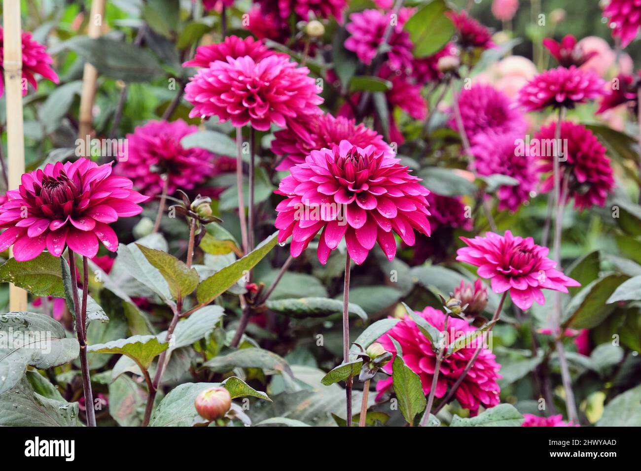 Purple decorative dahlia 'purple flame' flowers in bloom Stock Photo