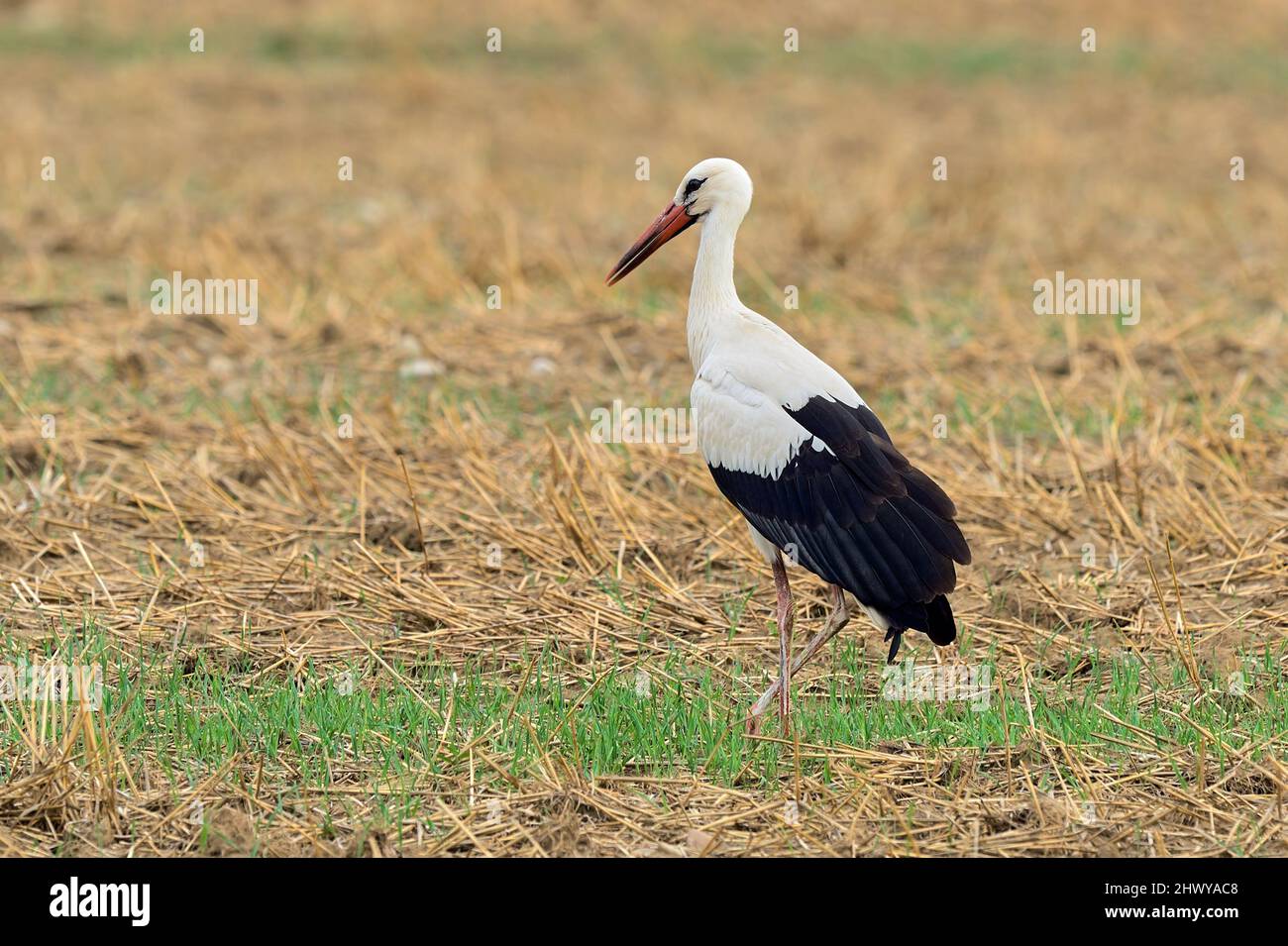 White stork standing in the field, closeup. Looking for food. Blurred background, copy space. Genus Ciconia Ciconia. Stock Photo