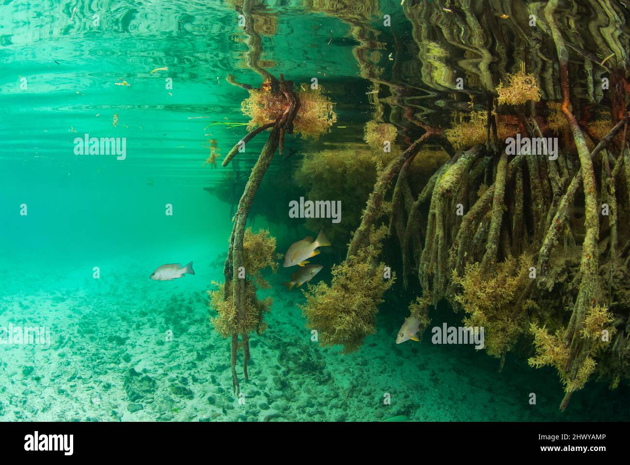 Mangrove roots underwater hi-res stock photography and images - Alamy