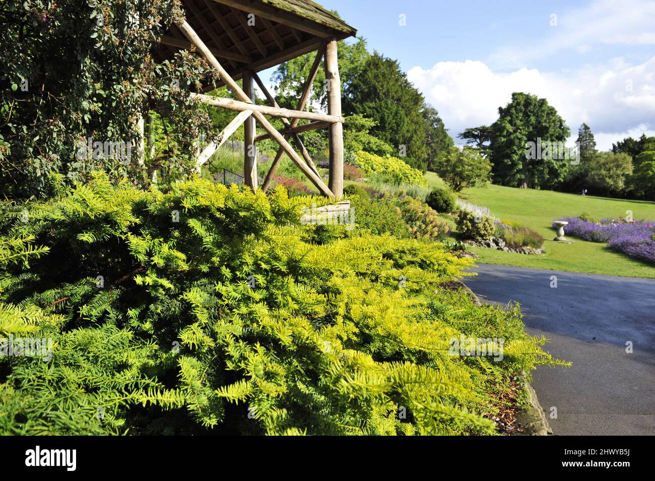 Evergreen yew tree and wooden pergola with flower beds in spring, Terrace gardens in Richmond London UK. Stock Photo