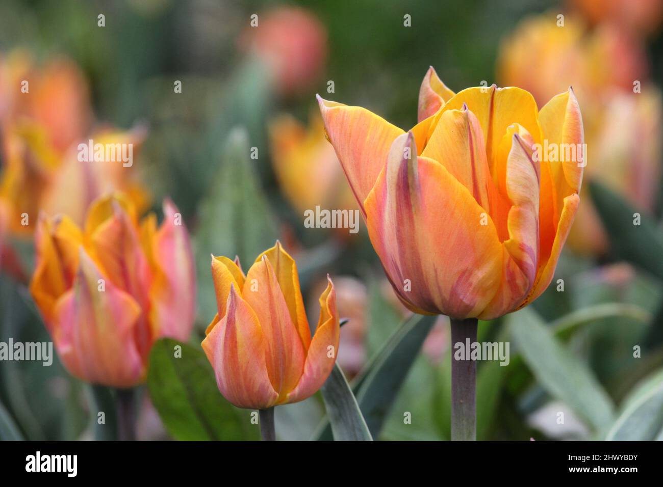Orange and pale pink variegated tulip 'orange princess' in flower Stock Photo